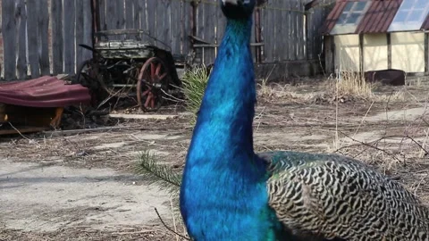 Peacock bird closeup Stock Footage 160109289