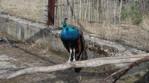 Peacock bird closeup Stock Footage 160109360