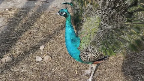 Peacock bird closeup view Stock Footage 160109294