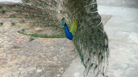 Peacock bird dance with spread wings, beauty peacock bird, Stock Footage 156739559