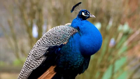 Peacock bird feather Video stock 269212929