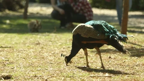 Peacock bird Video stock 97813222