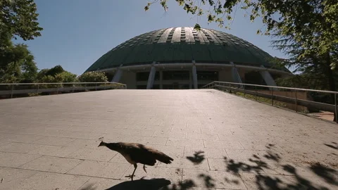Peacock Bird Stock Footage 232999978