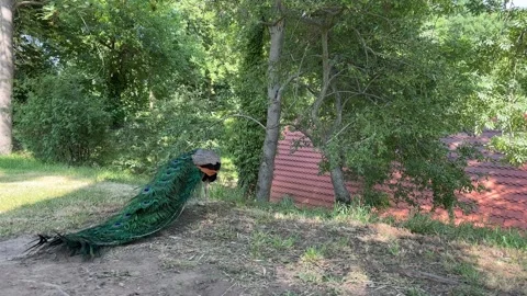 Peacock bird Video stock 311913711
