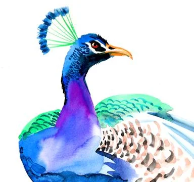 Peacock bird Illustrazione stock
