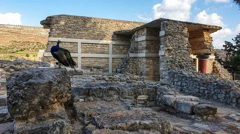 Peacock bird in Knossos Stock Photos
