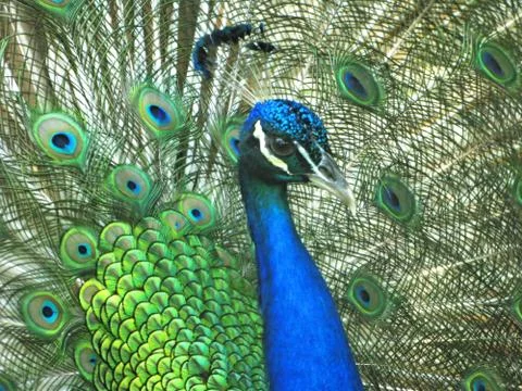Peacock bird macro Stock Photos