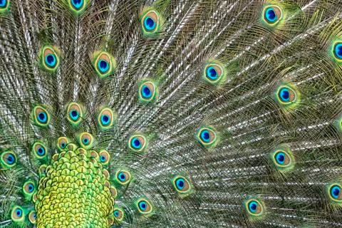 Peacock bird patchwork feather wheel background 스톡 사진