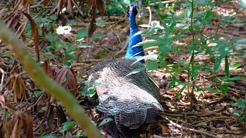 Peacock bird patterned feathers resting in forest wildlife safari Wilpattu Stock Footage 336123593