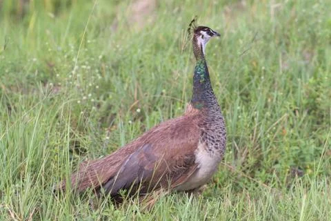 Peacock bird Stock Photos