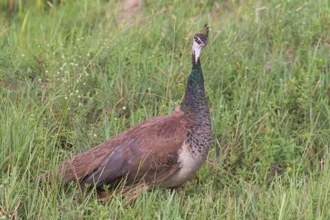 Peacock bird Stock Photos