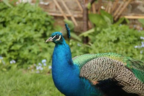 Peacock Bird. Stock Photos