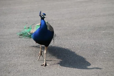 Peacock Bird. Stock Photos