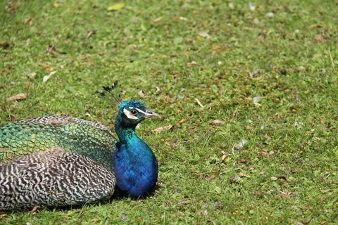 Peacock Bird. Stock Photos