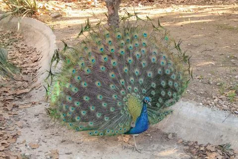 Peacock bird Foto stock
