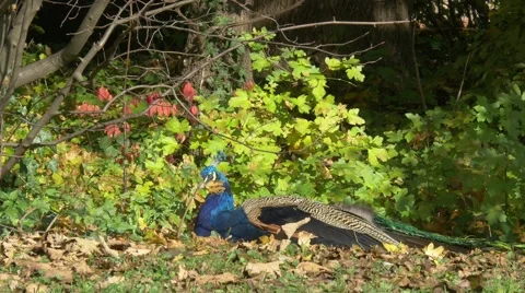 Peacock bird sitting and looking around in beautiful autumn scenery Stock Footage 56841276