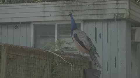 Peacock Bird Standing On A Ledge Stock Footage 149512219