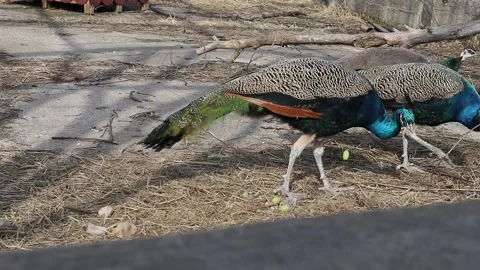 Peacock bird in the zoo Stock Footage 160109343