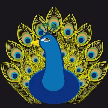 Peacock  on black background Stock Illustration