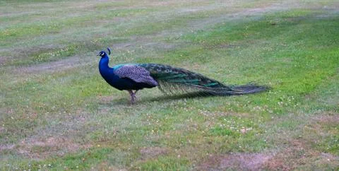 Peacock in Blackness Stock Photos