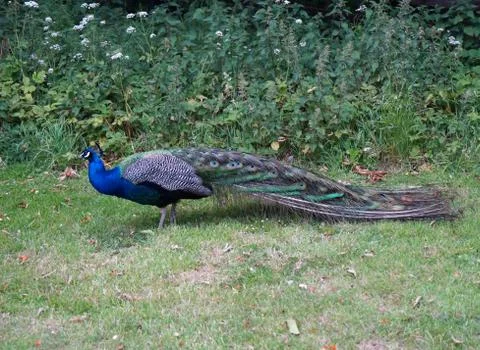 Peacock in Blackness Stock Photos