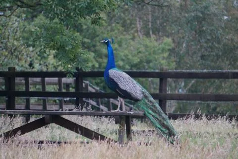 Peacock in Blackness Stock Photos