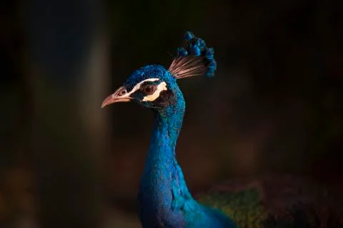 Peacock blue 2  Stock Photos