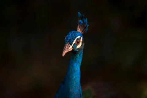 Peacock blue crown 2  Stock Photos