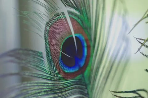 Peacock boho style on background Stock Photos