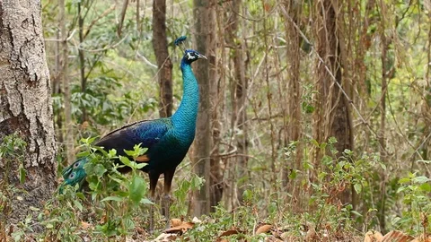 Peacock in breeding form Stock Footage 78634309