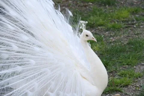 Peacock, A Budding Queen Stock Photos