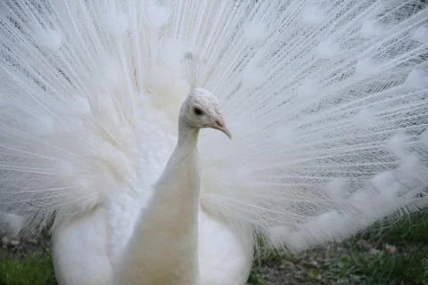 Peacock, A Budding Queen Stock Photos