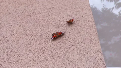 The Peacock Butterflies Stock Footage 162851681