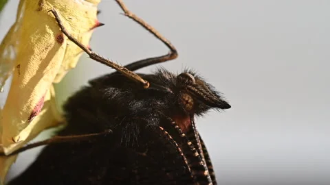 Peacock butterfly after eclosion Vidéo 157715575