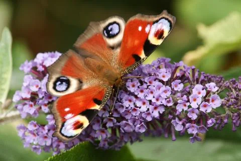 Peacock Butterfly (Aglais io) perched on a buddleia flower. Stock Photos