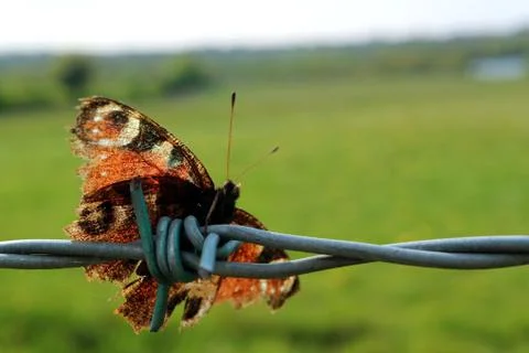 Peacock Butterfly on Barbed Wire Stock Photos