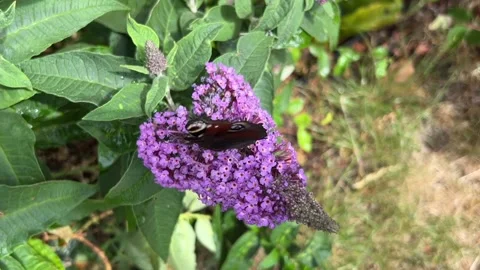 Peacock Butterfly on Buddleia Stock Footage 313433556