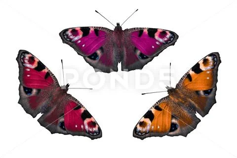 Peacock butterfly on the child fingers Stock Photos