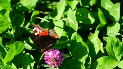 A peacock butterfly on a clover flower eats nectar. Stock Footage 160486777