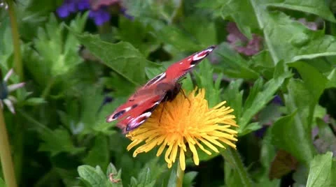 Peacock butterfly on dandelion Stock Footage 11019635