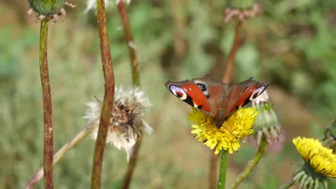 A peacock butterfly eats nectar on a dandelion flower. 動画素材 145933190