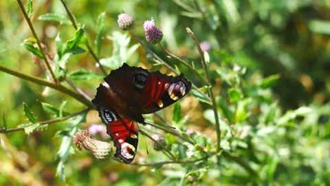 Peacock butterfly eats nectar on a thistle flower. Stock-Footage 157624915