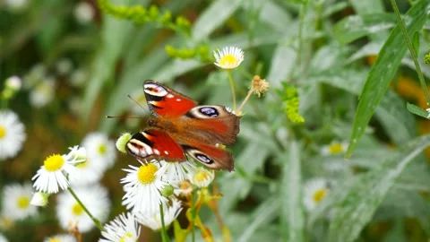 Peacock butterfly eats nectar on a white flower. Vídeo Stock 159658475