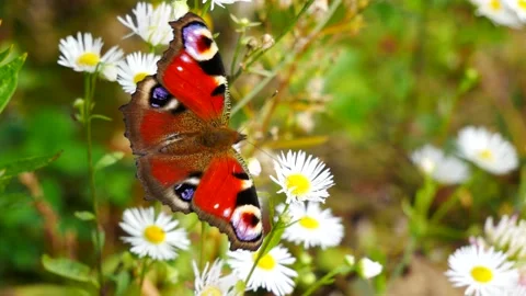 Peacock butterfly eats nectar on a white daisy flower. 스톡 동영상 160979253