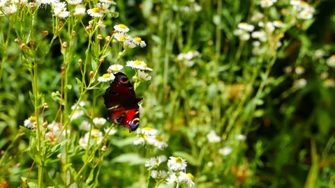 Peacock butterfly eats nectar on white daisies 스톡 동영상 313734456