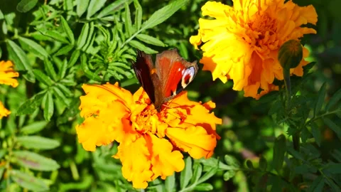A peacock butterfly eats nectar on a yellow flower. Stock-Footage 164028284