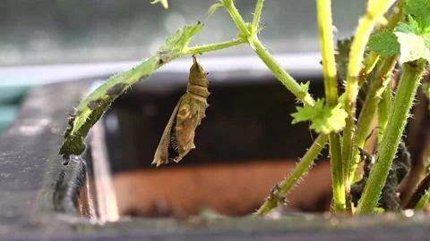 Peacock butterfly emerging from chrysalis Vidéo 157491822