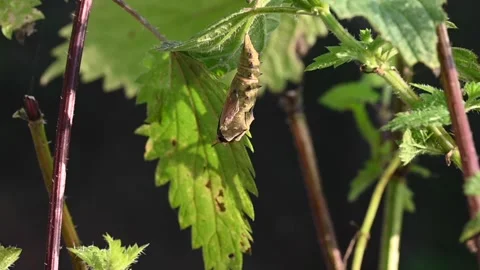 Peacock butterfly emerging from chrysalis Vidéo 158254085