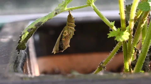 Peacock butterfly emerging from cocoon Vidéo 163094951
