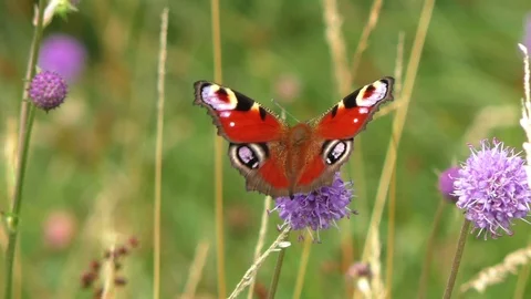 Peacock butterfly feeding on devil's-bit scabious plant in wildflower Stock Footage 94112929